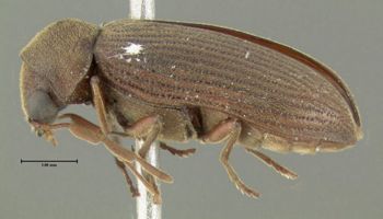 Media type: image;   Entomology 612566 Aspect: habitus lateral view